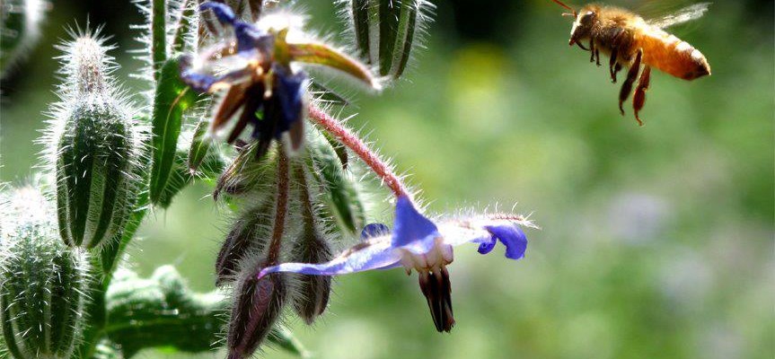 bee-polinates flower