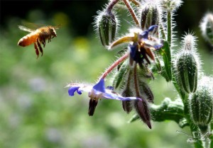 bee-polinates flower